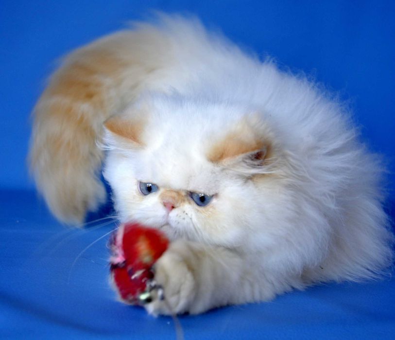 Гималайский перс с синими глазками