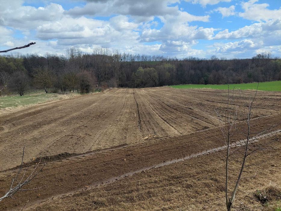 Mulczer leśny mielenie korzeni   czyszczenie działki likwidacja sadu