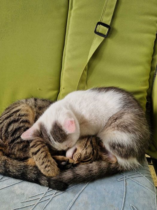Віддам кошенят у добрі руки