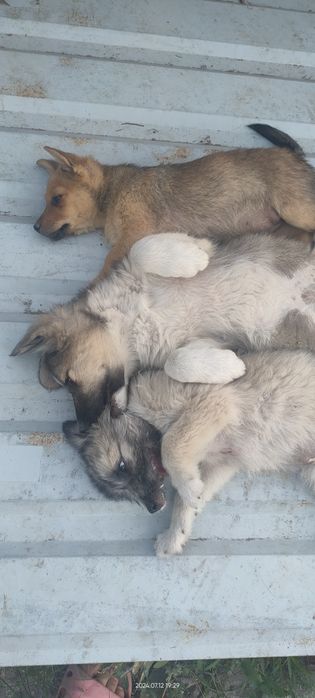 Щенки  не породистые