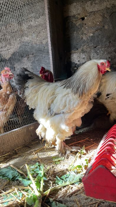 Brahamas , Indio Gigantes