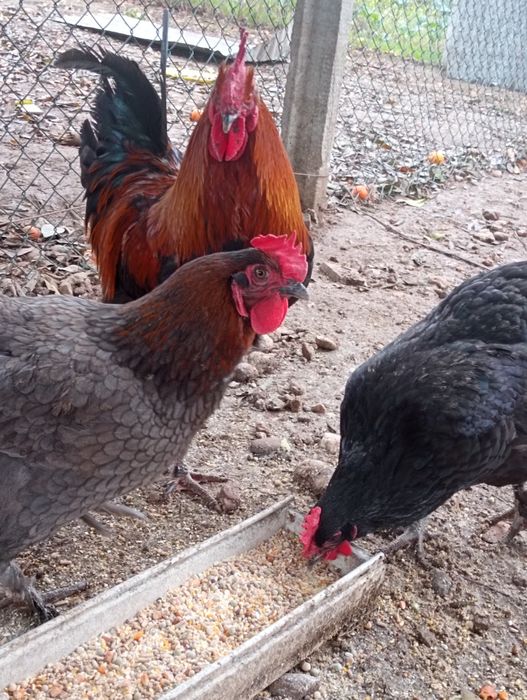 Marans - ovos férteis