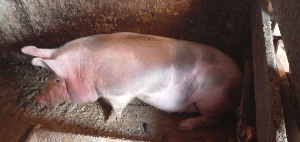 Продам домашню свинку м'ясного гатунку ціна 80 грн за кілограм живої в