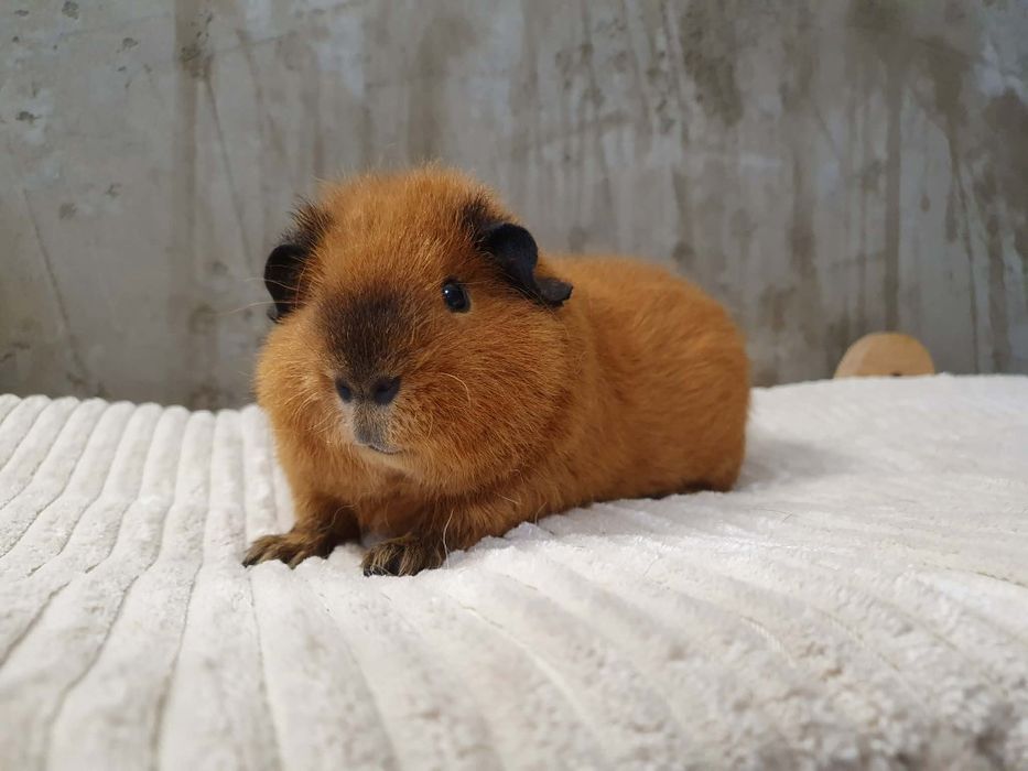 Świnka morska Us Teddy Samiec california