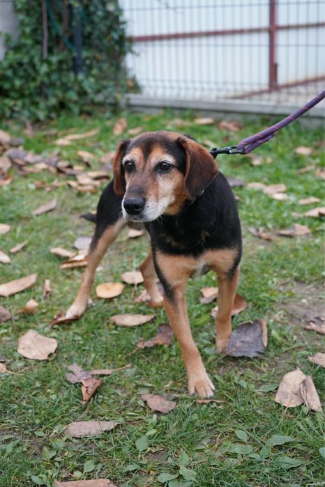 Piekny pies do adopcji