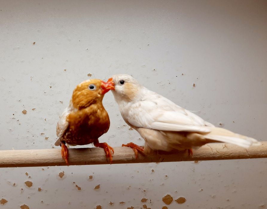 Zeberki zeberka Rudopierśne