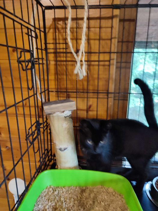 Czarne kocurki 3,5 miesięczne do adopcji
