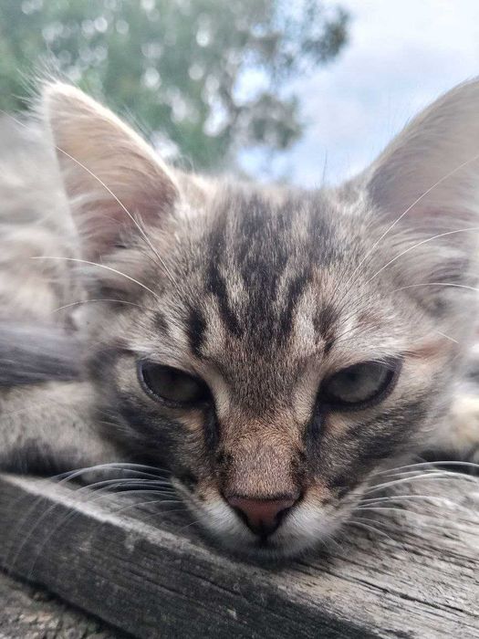 БЕЗКОШТОВНО віддам двох кошенят