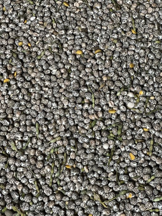 Sprzedam łubin wąskolistny karo nieczyszczony