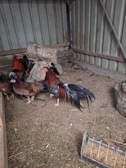 Kury feniksy miniaturowe pomarańczowe i minohiki