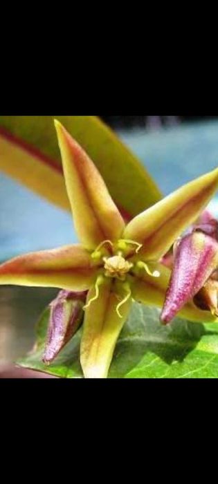 Petopentia natalensis