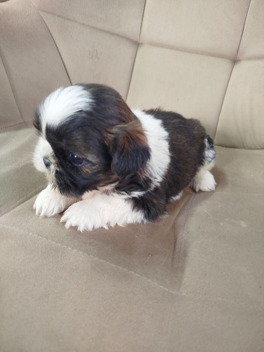 Shih tzu szczeniak
