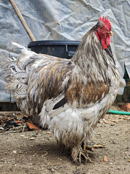 Galo cochin gigante