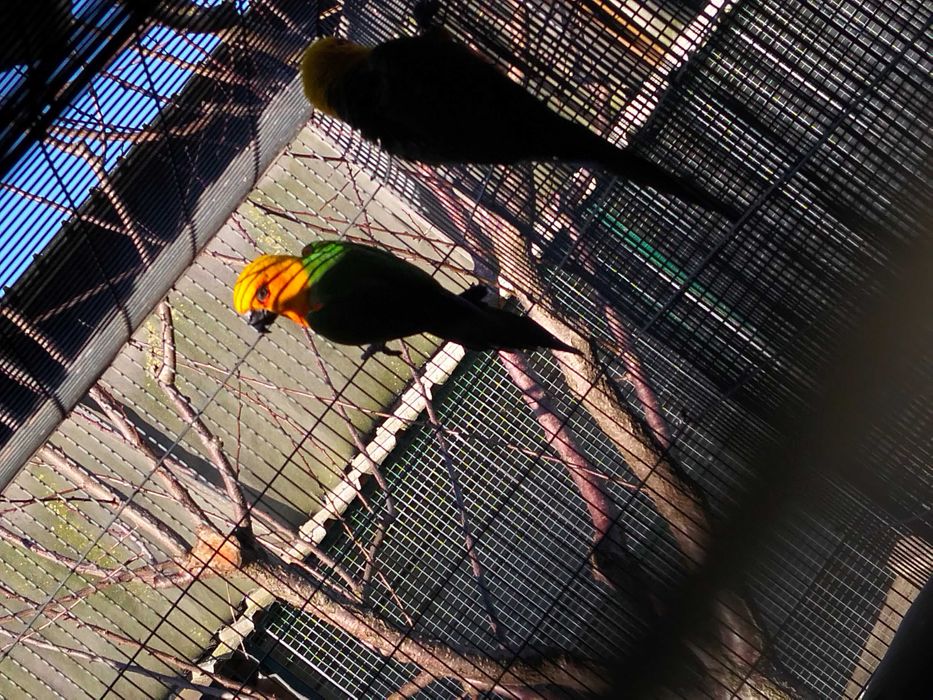 Vários casais adultos