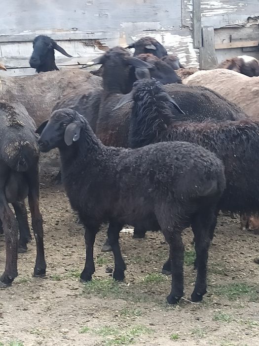 Курдючные бараны,ягнята,овцы.