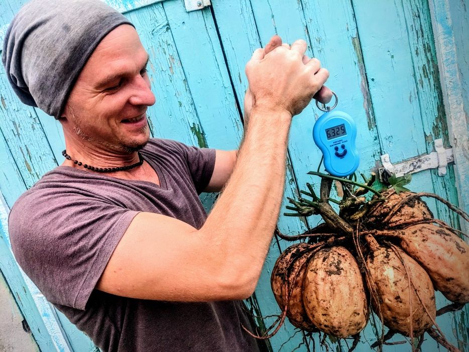 Батат органический ( для еды , маточные клубни ,  рассада на весну )