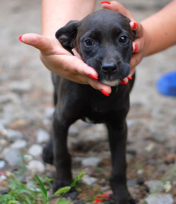 Шукають сім'ю песики з притулку