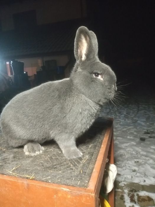 Królik, króliki wiedeński niebieski