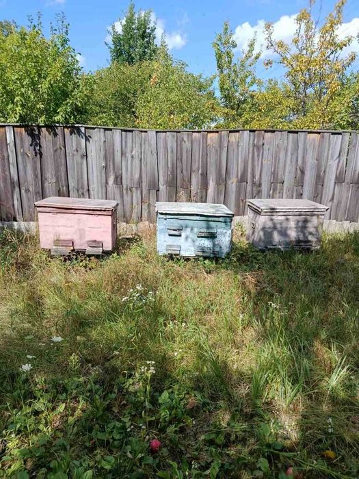 Продам ульи (с пчелами и без), а также пчелиные семьи