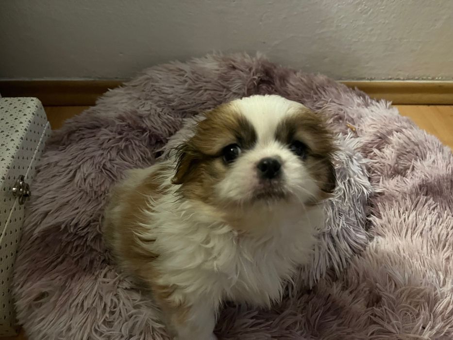 Piękna suczka szuka nowego kochającego domu