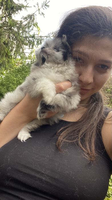 Шпіц мерле міні