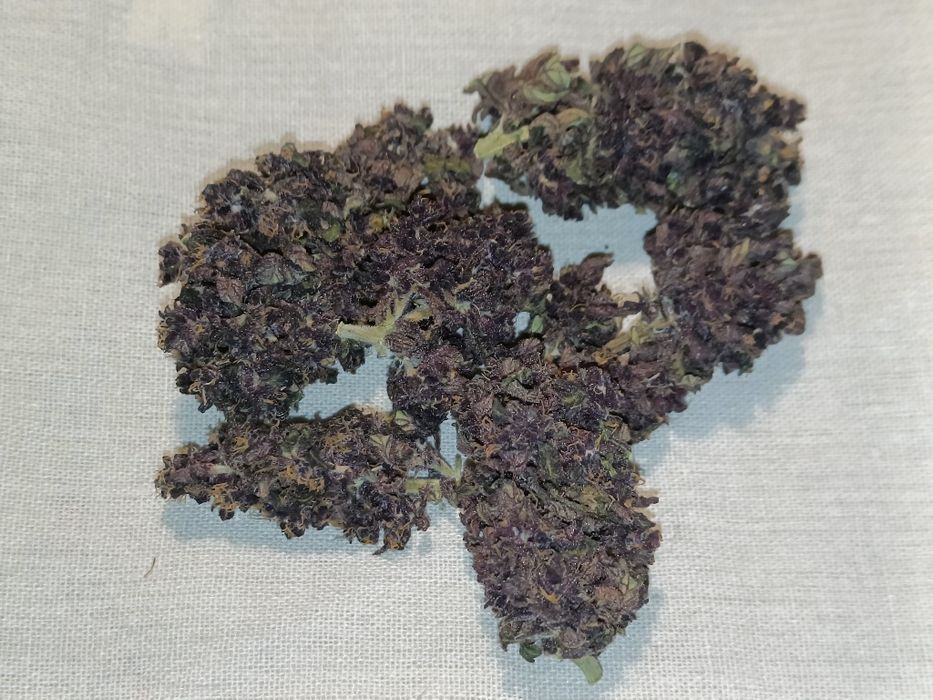 10 gramów Black Devil CBD susz