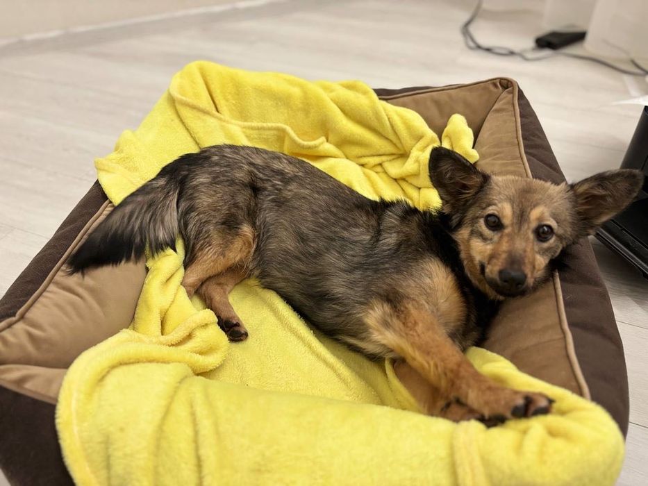 Маленька собачка стерилізована, вік 6–7 міс, Київ