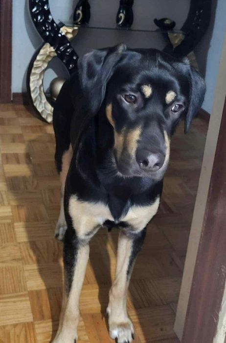 Mama e bebe para adopção responsável