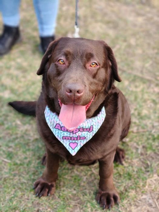 Suczka w typie labradora szuka domu