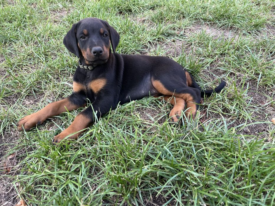 Szczeniak dobermana