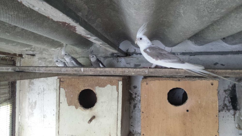 Caturras brancas e amarelas