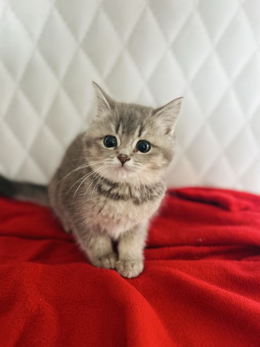Mimi, sliczna kotka brytyjska