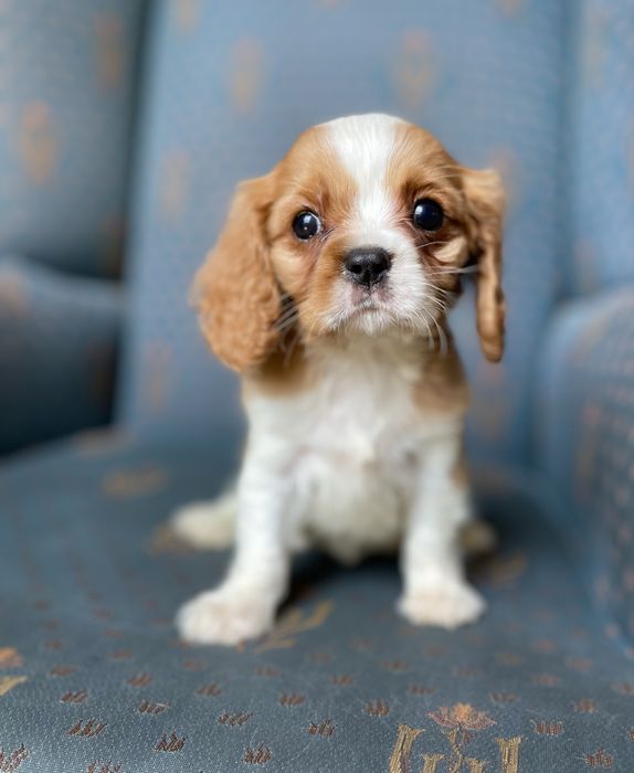 Cavalier king charles spaniel- chłopczyk