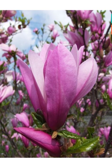 Велика МАГНОЛІЯ Джені Суланжа Сенсація Фелікс Альба Нігра Рододендрон