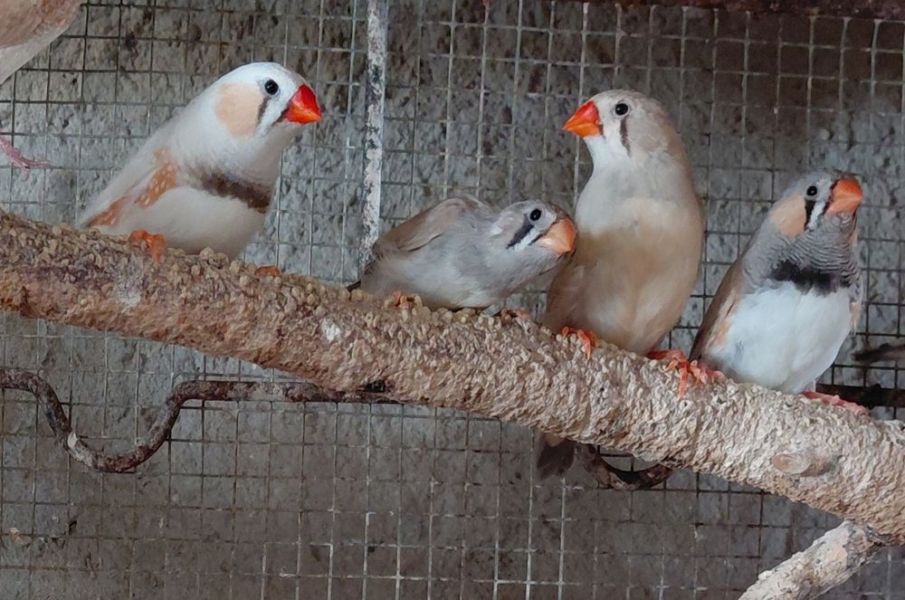 Periquitos e mandarins