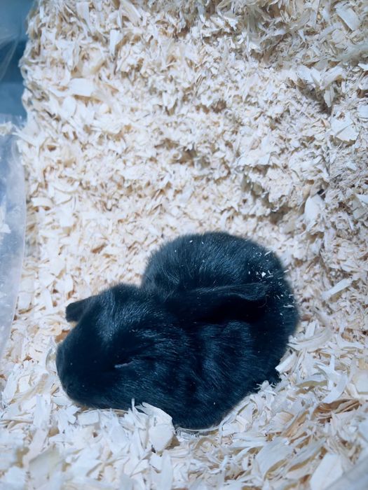 Vendo coelhos orelhudos Holland Lop muito dóceis e saudáveis