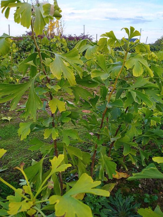 Sadzonki drzew leśnych