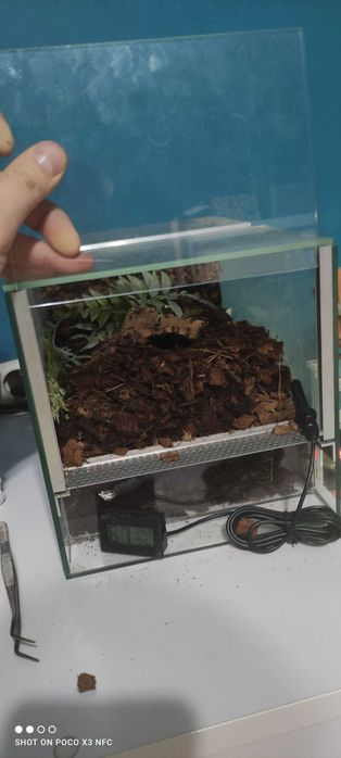 Megaphobema Robustum Samiczka ok 3dc Piękna + Terrarium 20x20 na start
