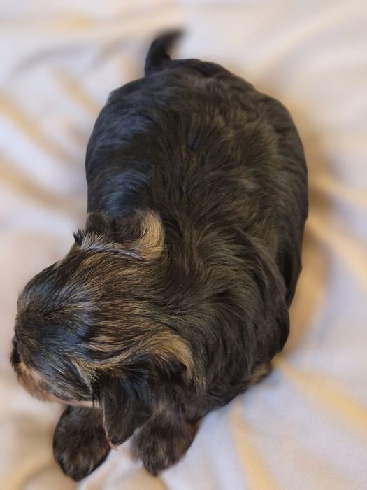 Yorkshire Terrier  pies