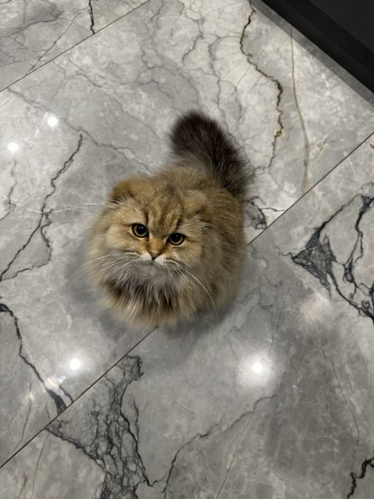 Кошеня британської довгошерстної