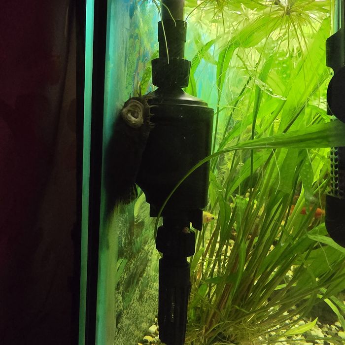 Akwarium z wyposażeniem