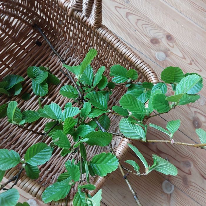 jabłoń, olcha, topinambur 180g   #królik #kawia  #szynszyla