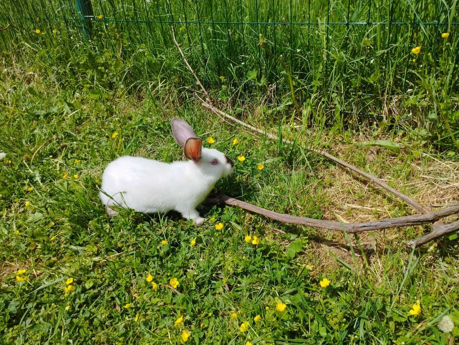 Продаються кролики.