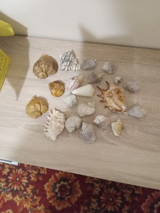Продам мушлі .Привезені з Криму
