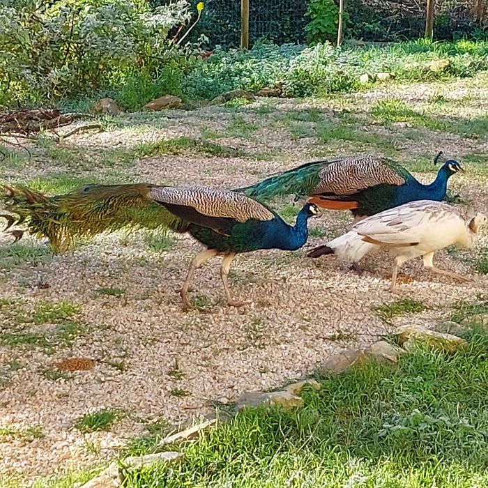 Ovos de pavões azul e branco