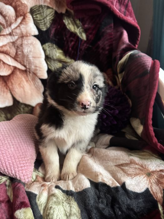 Border collie merle