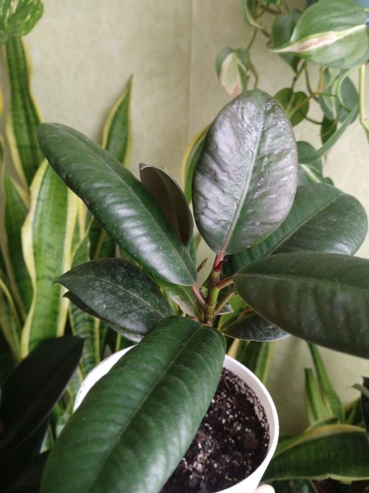 Фикус каучуконосный эластика Робуста 2 шт