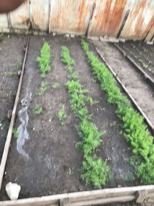 Продам  дачу біля селища Привільне Запорізького району