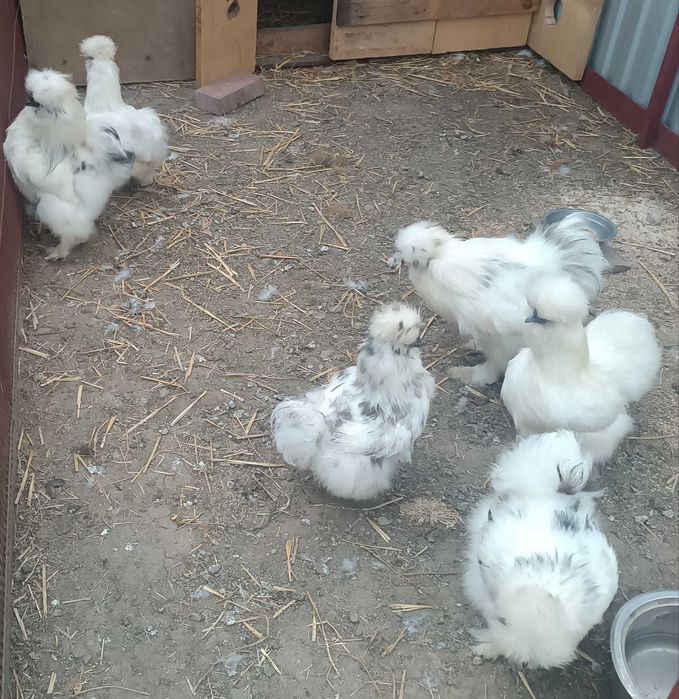 Jajka kur silek 3 różne stada