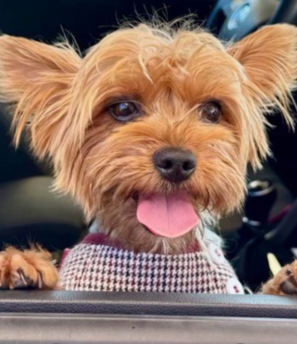 Yorkshire Terrier Lumiar